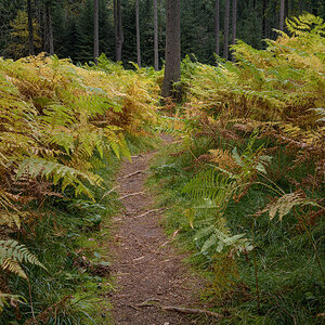 D85_4245.jpg