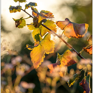 467 Herbst