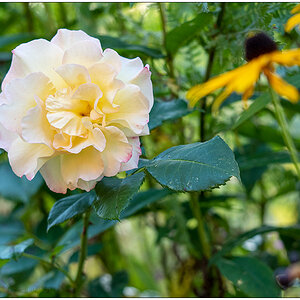 468 Rose Aquarell