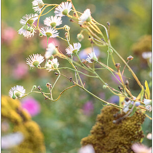 469 Herbstliches Blumenbeet