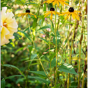 473 Sonnenhut im Blumenbeet