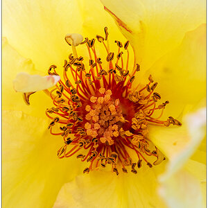 475 Rose Aquarell Makro Blüte
