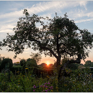 480 Sonnenuntergang hinterm Apfelbaum I
