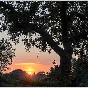 481 Sonnenuntergang hinterm Apfelbaum II