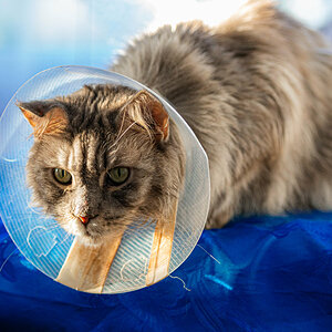 Katze mit Trichter