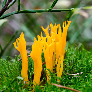 DSC_6037.jpg