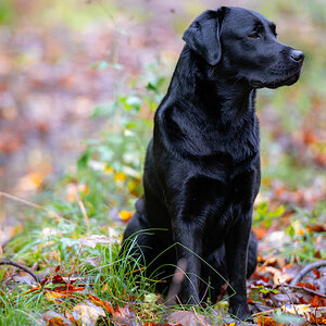 Herbstportrait
