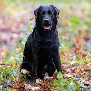 Herbstportrait