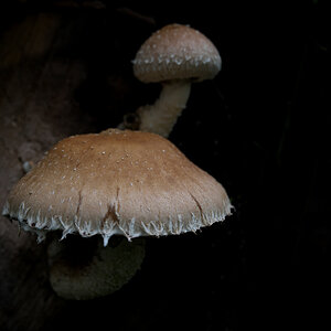 DSC_3264.jpg