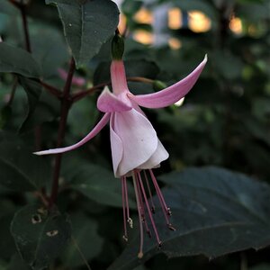 Kleine Fuchsienblüte.jpg