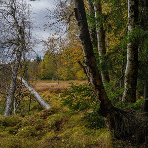 _D854341.jpg