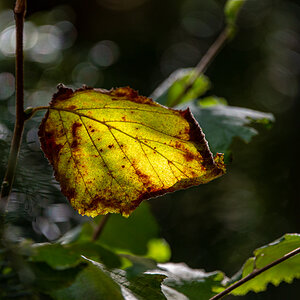 HAR_8904-2.jpg