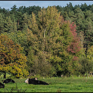 Herbstweide 2 (1 von 1).JPG