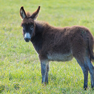 Eselfohlen (1 von 1).JPG