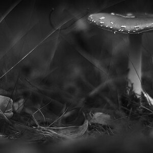2 Pilze BW (1 von 1).JPG