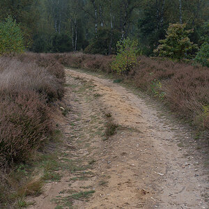 Herbstlicher Heidesandweg (1 von 1).JPG