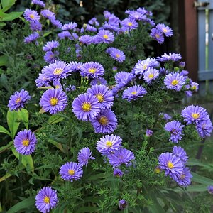 Kleine Herbstastern  leuchten mit und ohne Sonne, sind pflegeleicht und kommen immer wieder..jpg