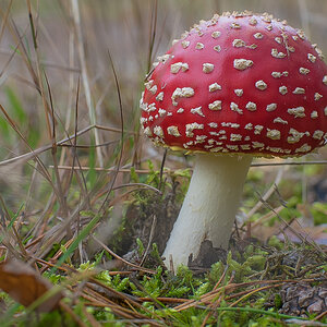 Fliegenpilz 4 (1 von 1).JPG