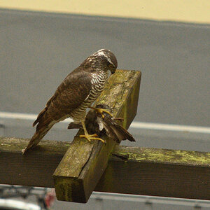 DSC_3857.JPG