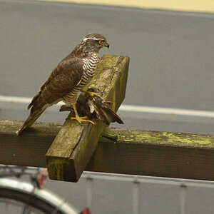 DSC_3856.JPG