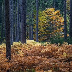 D85_4388x.jpg