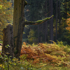 D85_4442x.jpg