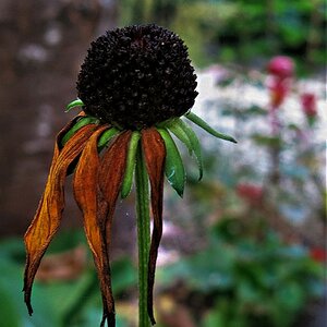 Blüten sind leider vergängliche Schönheiten.jpg