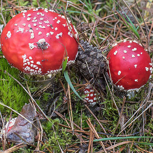 Fliegenpilze (1 von 1).JPG