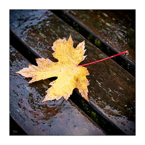 495 Herbstblatt im Regen