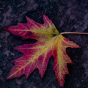 Blatt am Brunnen