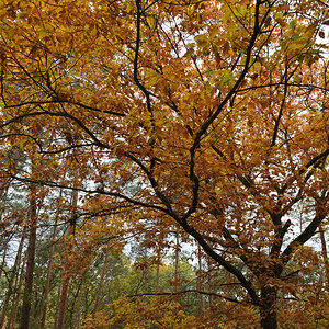 DSC_4217.JPG