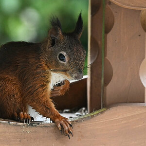 Eichhörnchen im Vogelhaus