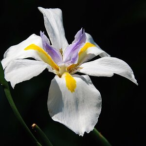 Blüte im Tsitsikamma Nationalpark