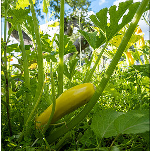 505 Sommer in der Bünte – Gelbe Zucchini im großen Gemüsebeeet