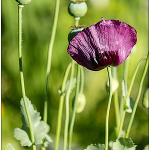 506 Sommer in der Bünte – Lila Mohn im großen Gemüsebeet