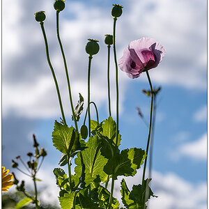 507 Sommer in der Bünte – Lila Mohn mit Himmel