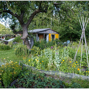 508 Sommer in der Bünte – Gemüsebeet mit Gartenhütte im Hintergrund