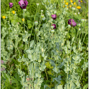 509 Mohn im Gemüsebeet