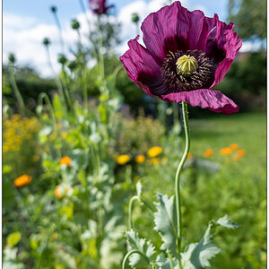 510 Mohn mit Ringelblume
