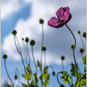 511 Mohn mit Himmel