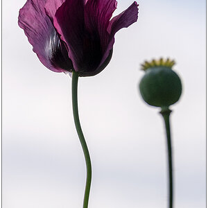 512 Mohn Duo