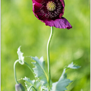 514 Mohn im Grünen
