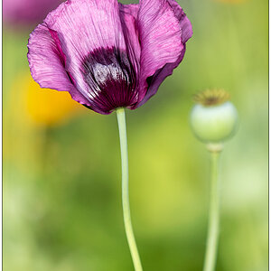 515 Mohn glänzend