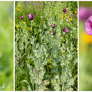 516 Mohn Triptychon