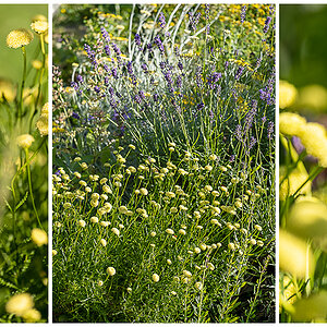 517 Kräuterspirale Triptychon
