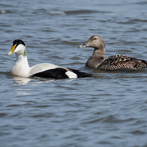 D50_3082_Herr und FRau Eiderente IA_4_2020.jpg