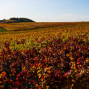 Herbst-Letzenberg-2172.jpg