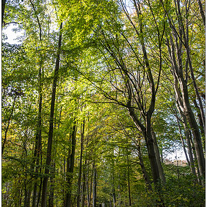 527 Fotospaziergang – Düsternbrooker Gehölz I