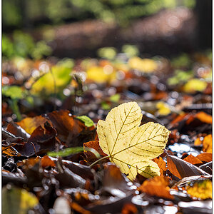 530 Fotospaziergang – Düsternbrooker Gehölz IV