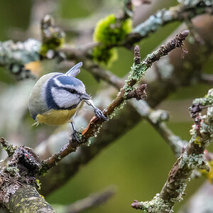 kleinBlaumeise.jpg